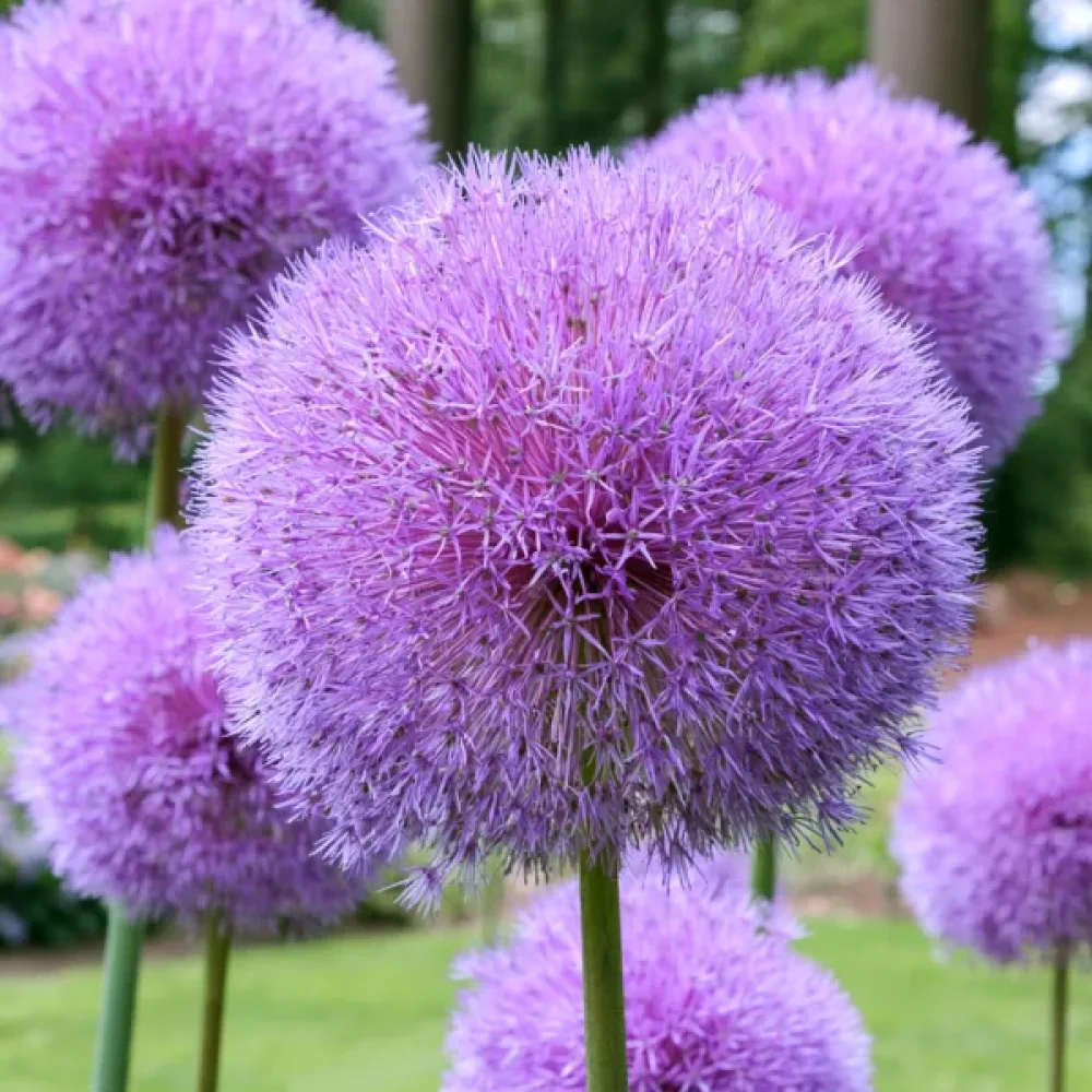 Allium Goliath Giganteum (mov)
