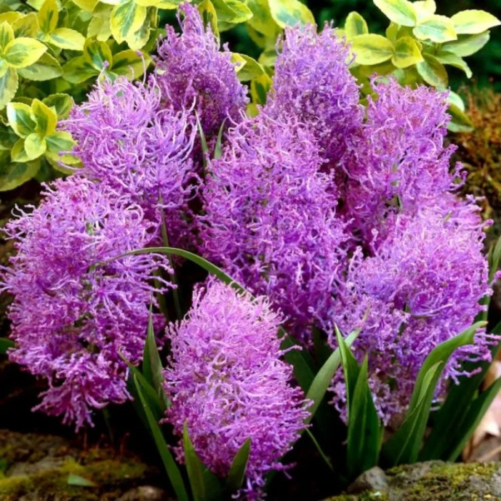Muscari Comosum Plumosum (mov)