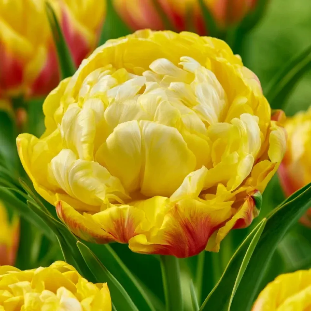 Lalea Ice Cream Lemon (lămâie)