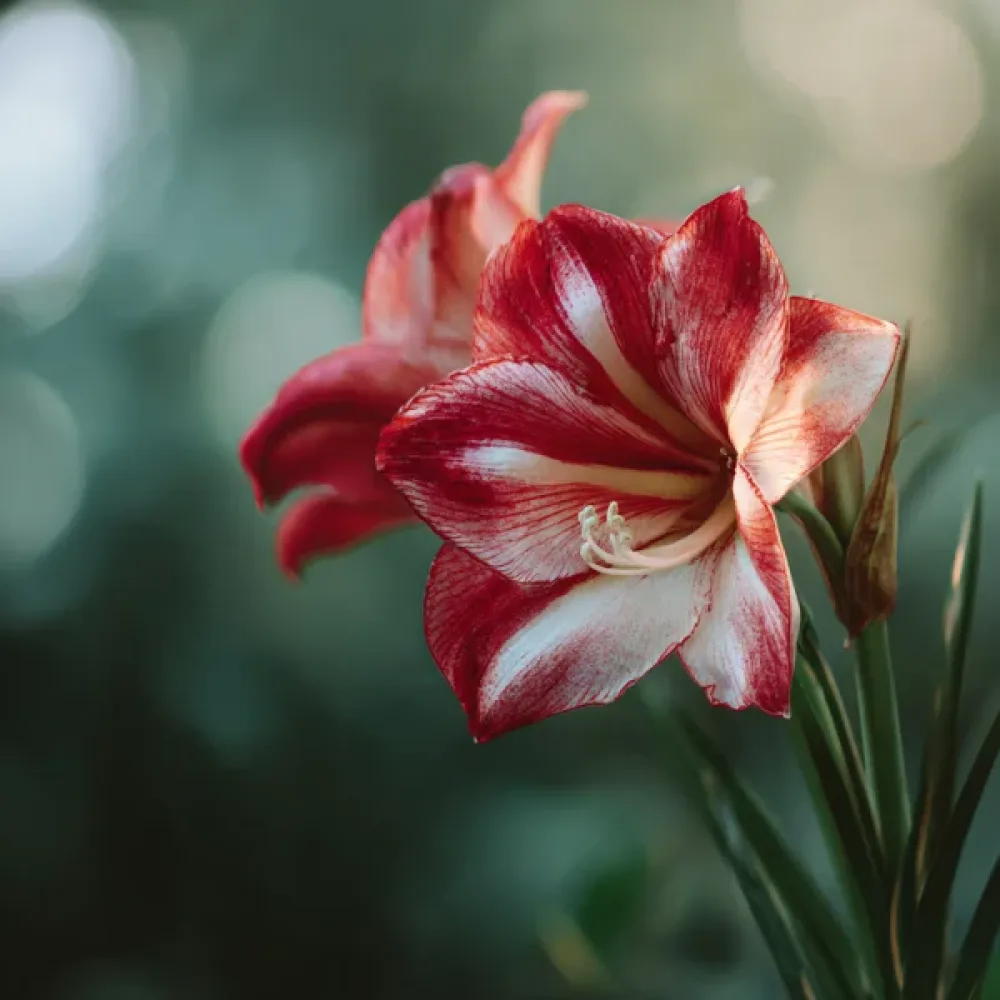 Amarilis Ambiance (roșu)