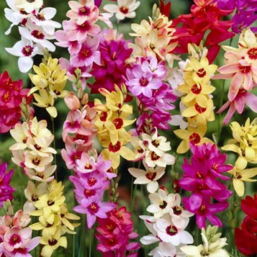 Ixia mixed (amestec multicolor)