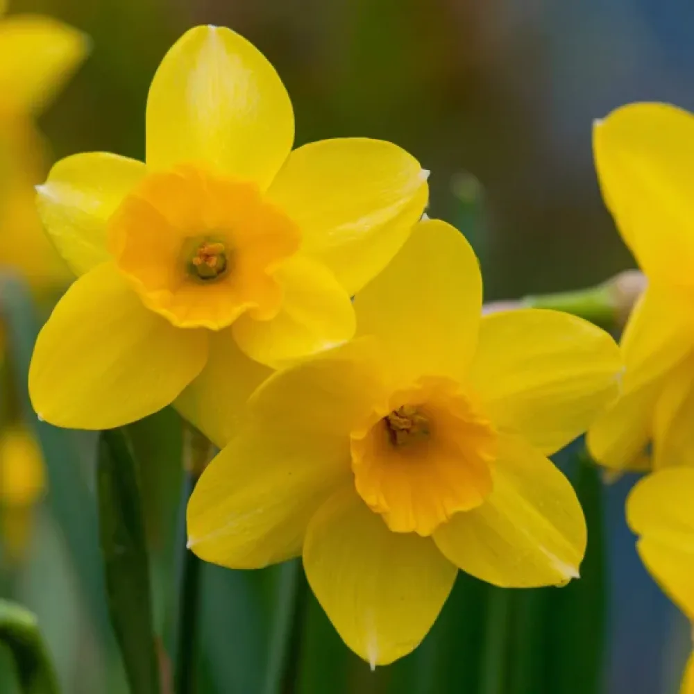 Narcisă Barenwyn (crem)