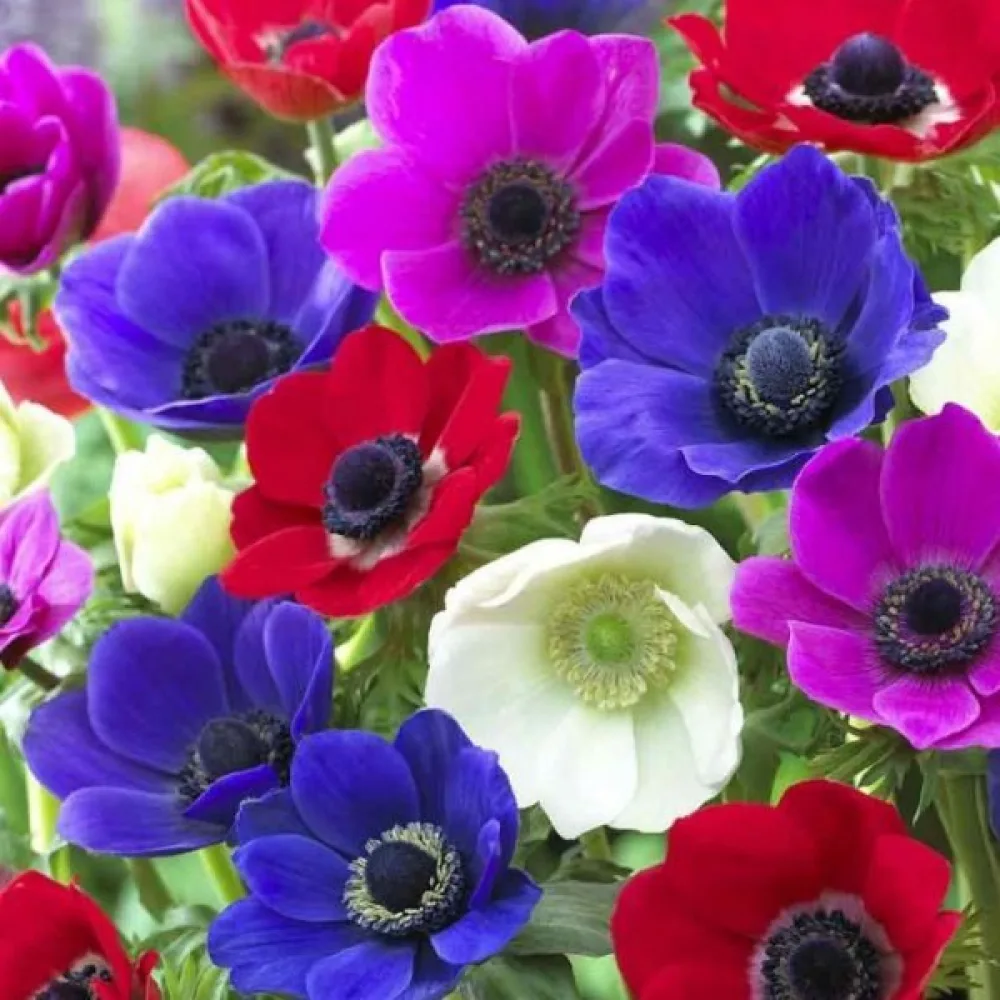 Anemonă De Caen mixed (amestec)