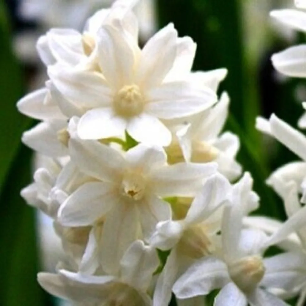 Puschkinia alba (albă)