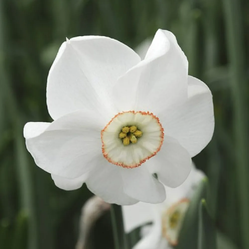 Narcisă Dreamlight