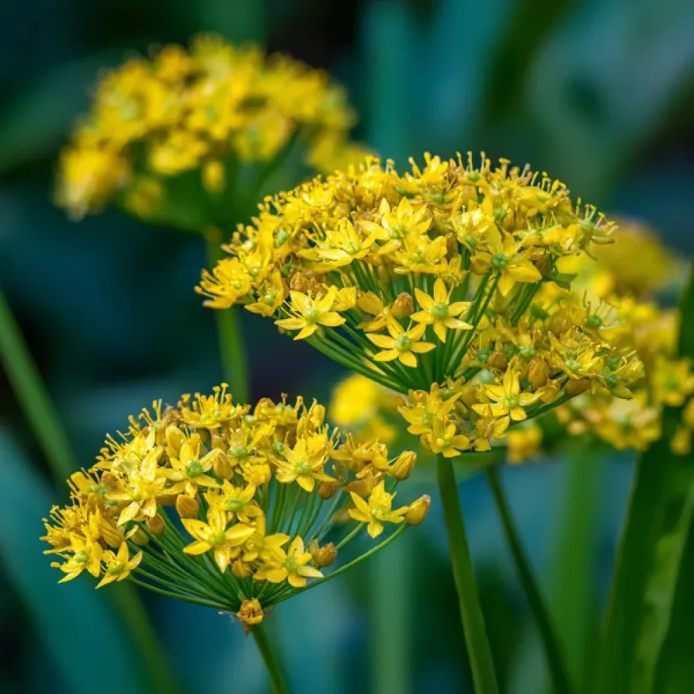Ceapă decorativă Moly Luteum (galbenă)