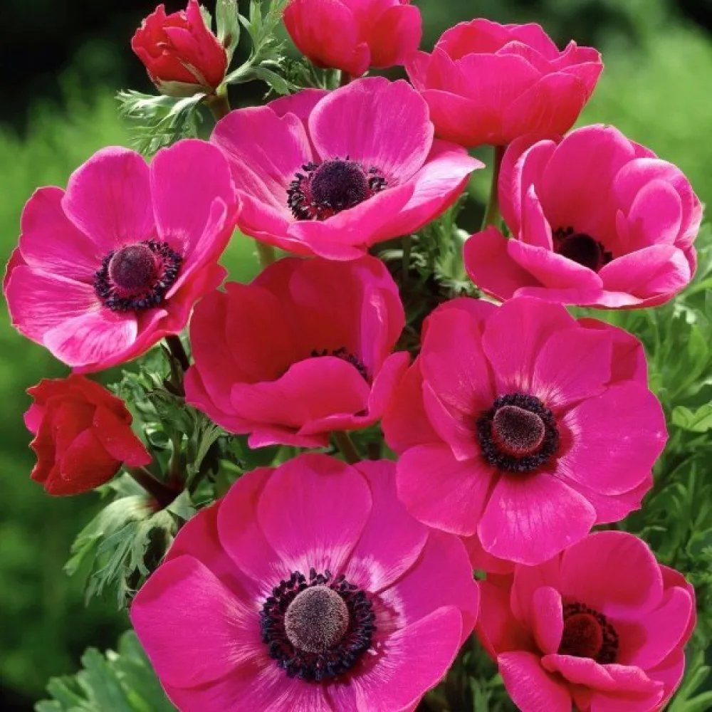 Anemonă Sylphide de Caen Pink (roz)