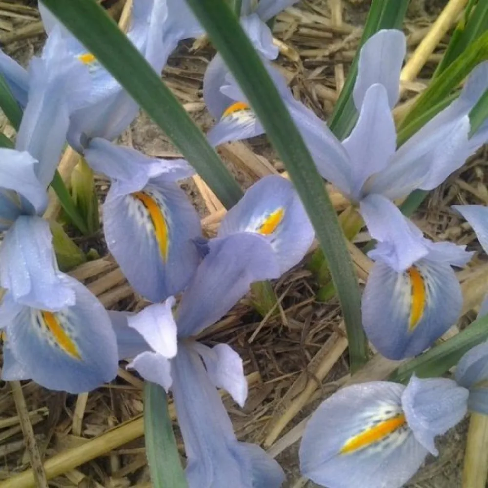 Iris BLUE PLANET (albastru)