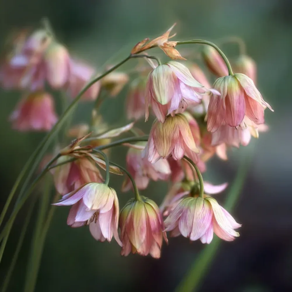 Nectaroscordum siculum ssp bulgaricum (crem)