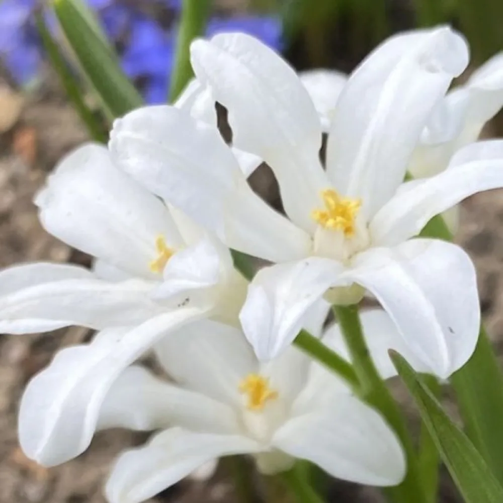 Chionodoxa Luciliae Alba (albă)