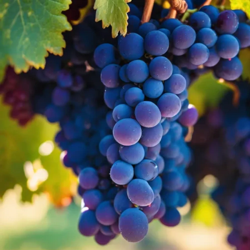 Viță de vie soiul Syrah - cu coacere timpurie