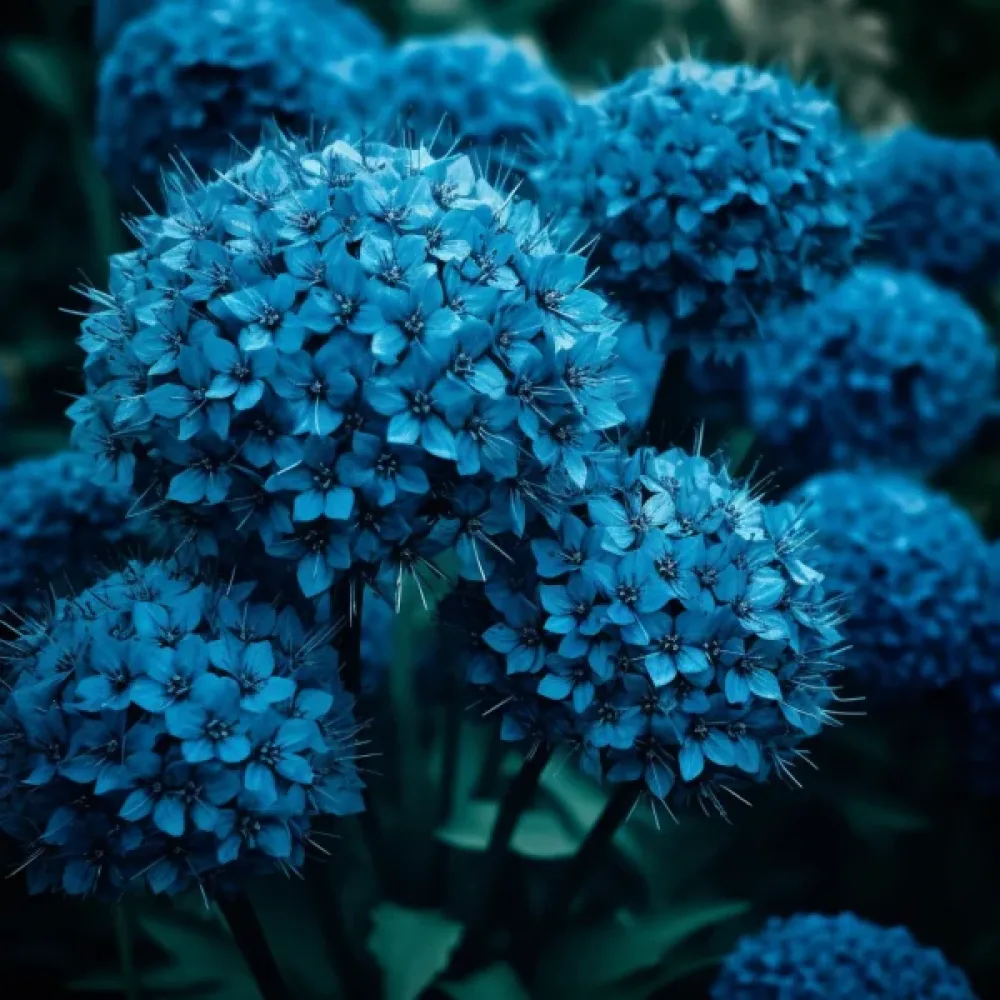 Allium CAERULEUM (AZUREUM) (azuriu)