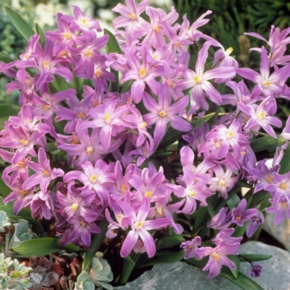 Chionodoxa Pink giant (roz)