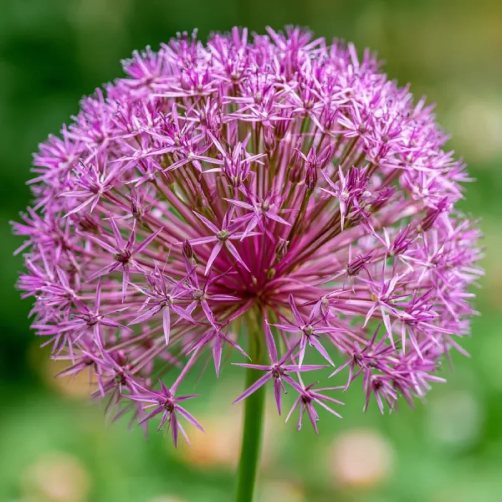 Allium Christophii (argintiu)