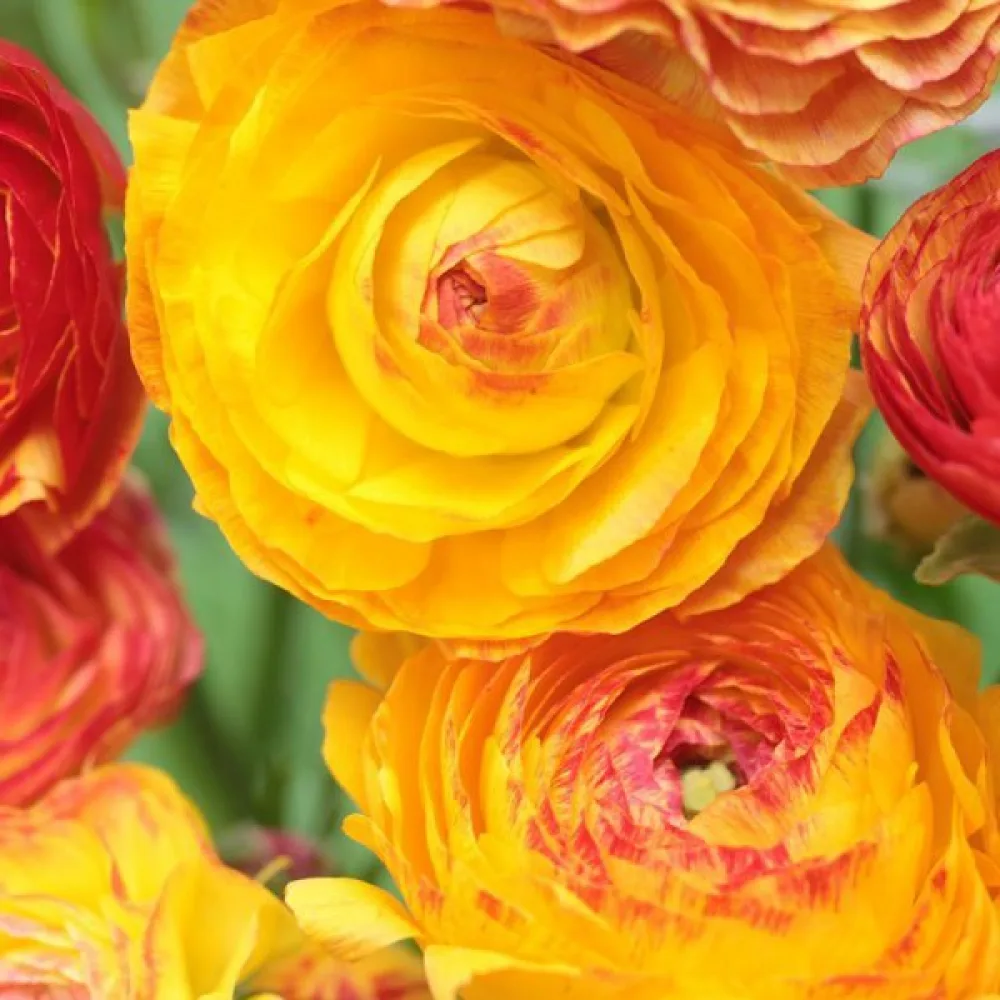 Ranunculus picotee orange (portocaliu)