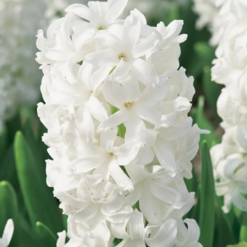 Zambilă White Pearl (albă)