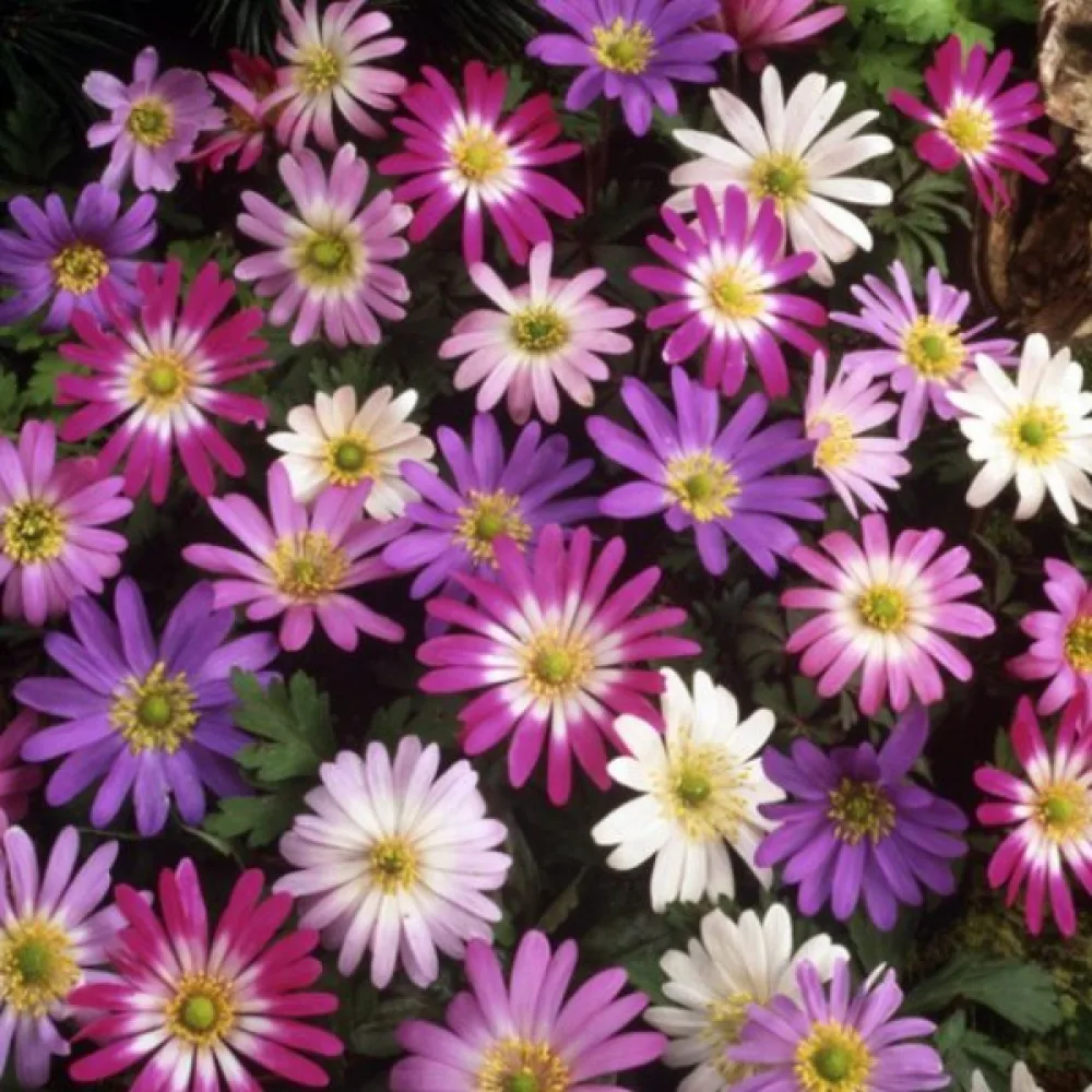 Anemonă Blanda mixed (amestec de culori)