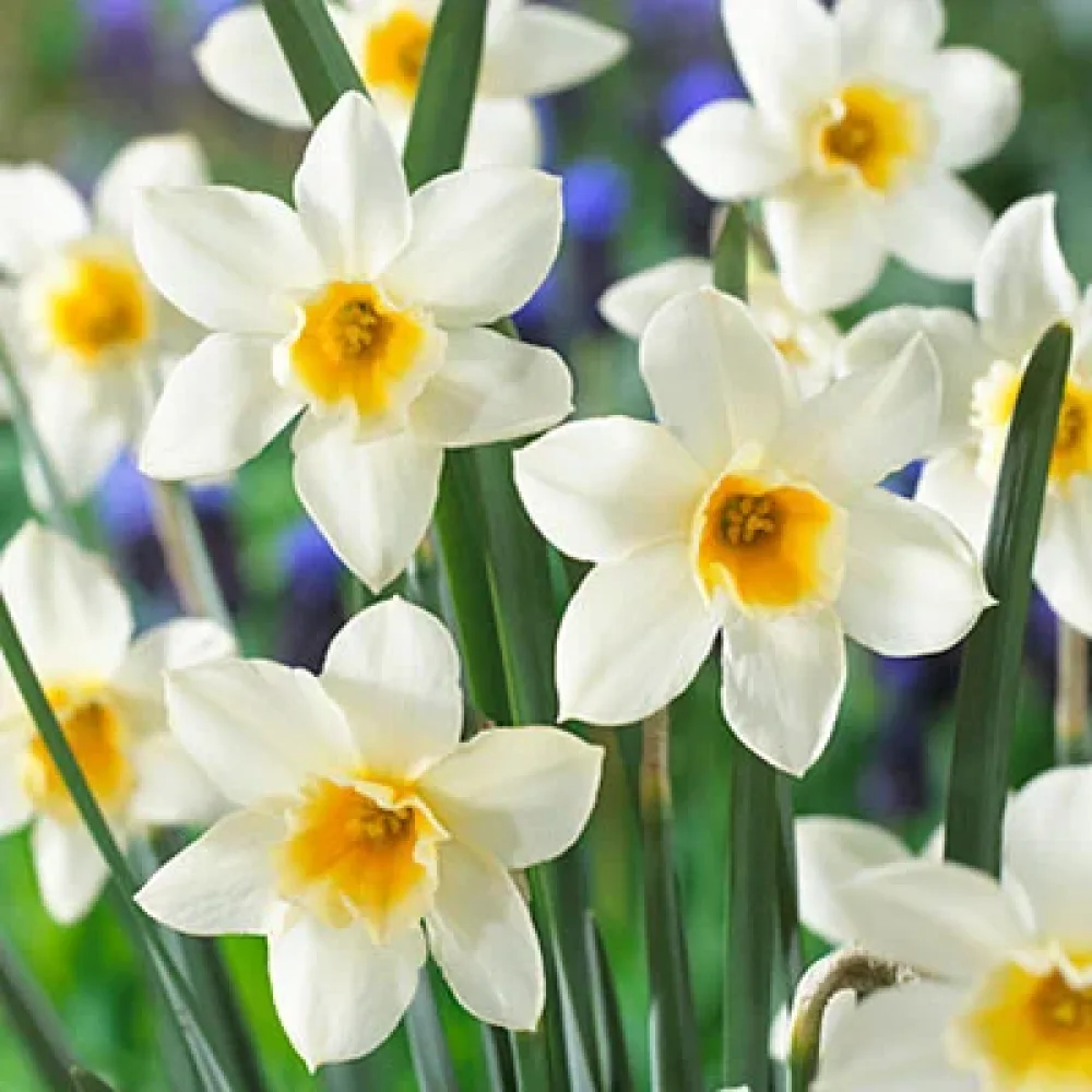 Narcisă Sweet love