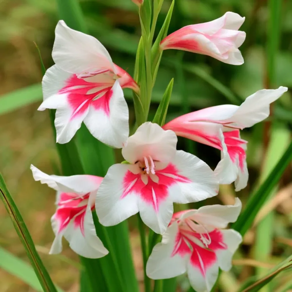 Gladiolă Prins Claus Nanus
