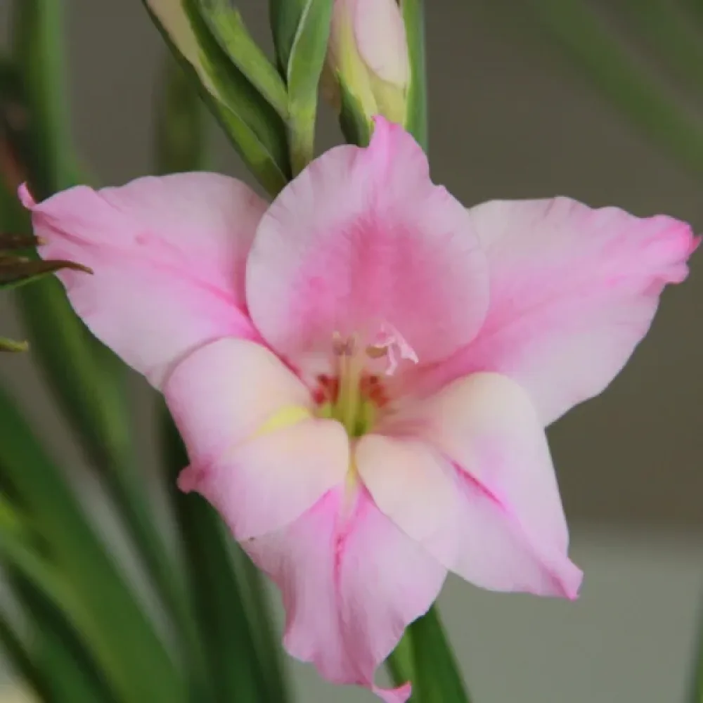 Gladiolă Charming lady