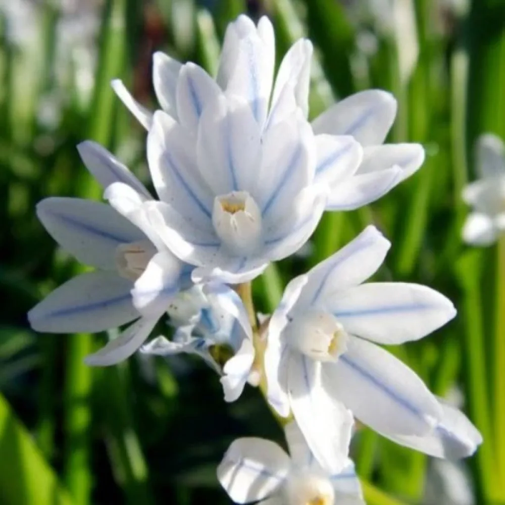Puschkinia scilloides var. libanotica (albastră)