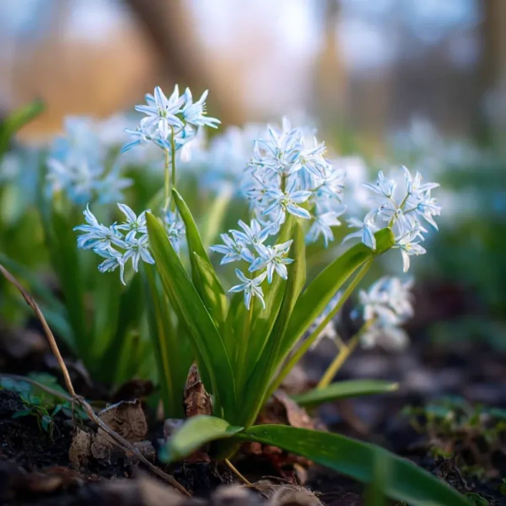 Viorea Siberica Alba (albă)