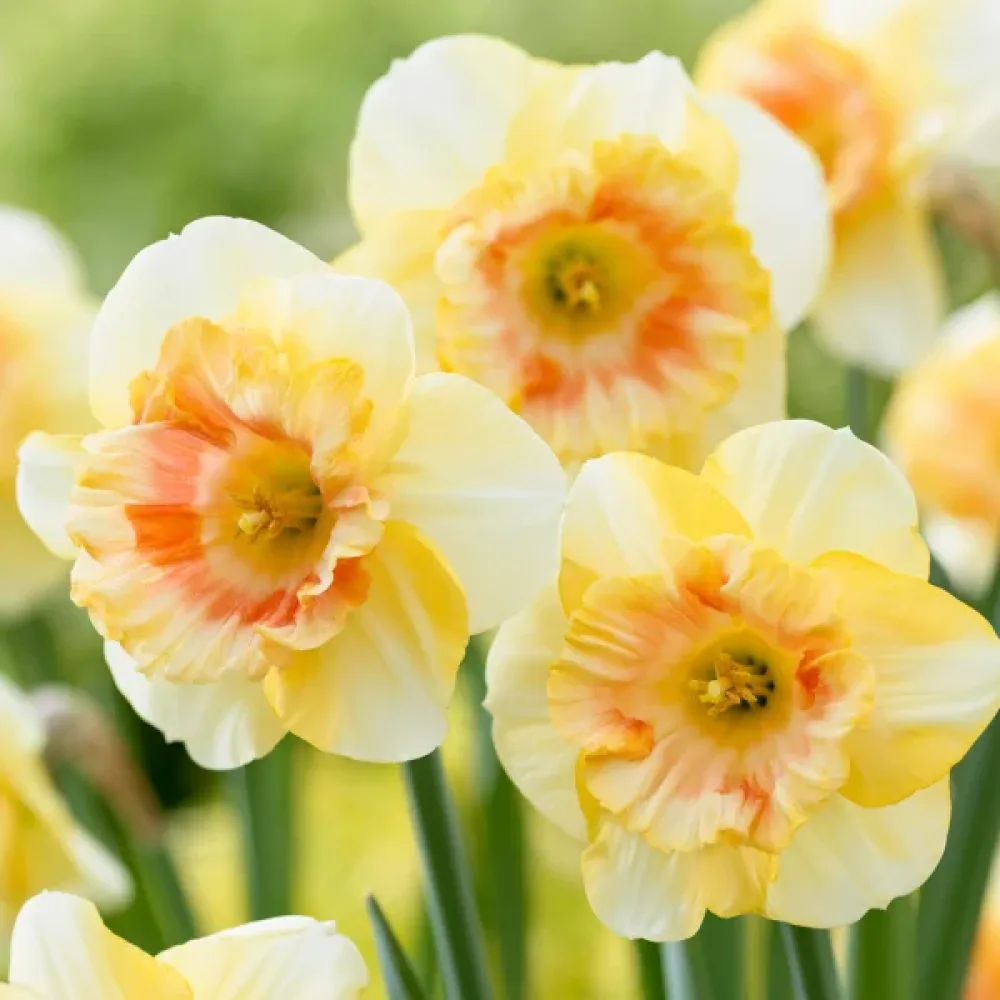 Narcisă Yazz (portocalie)