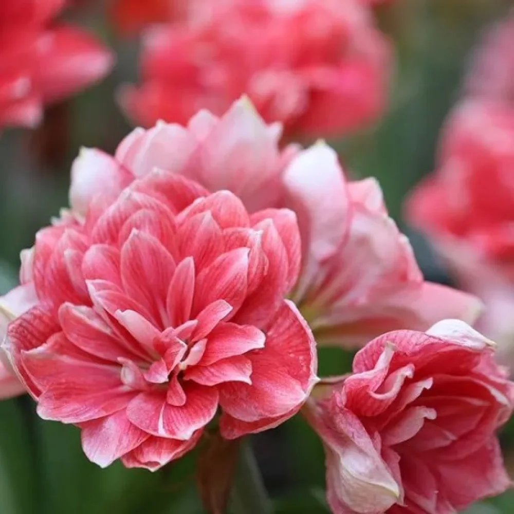 Amarilis Double dream