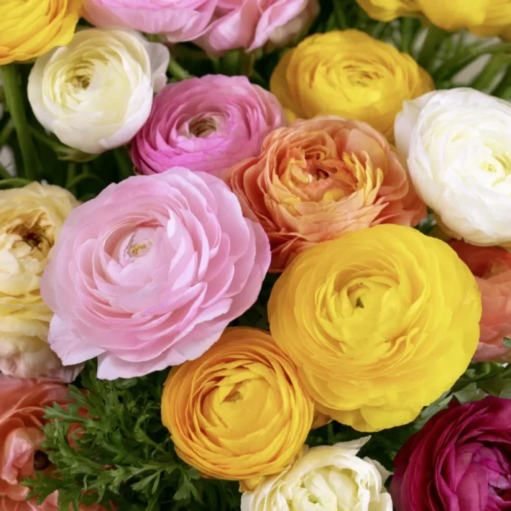 Ranunculus Elegance Pastello Mix (pastel)