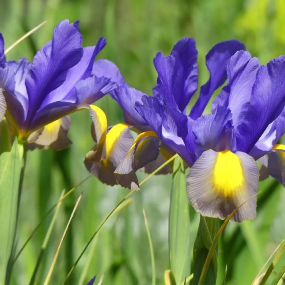 Iris Frans Hals (portocaliu)