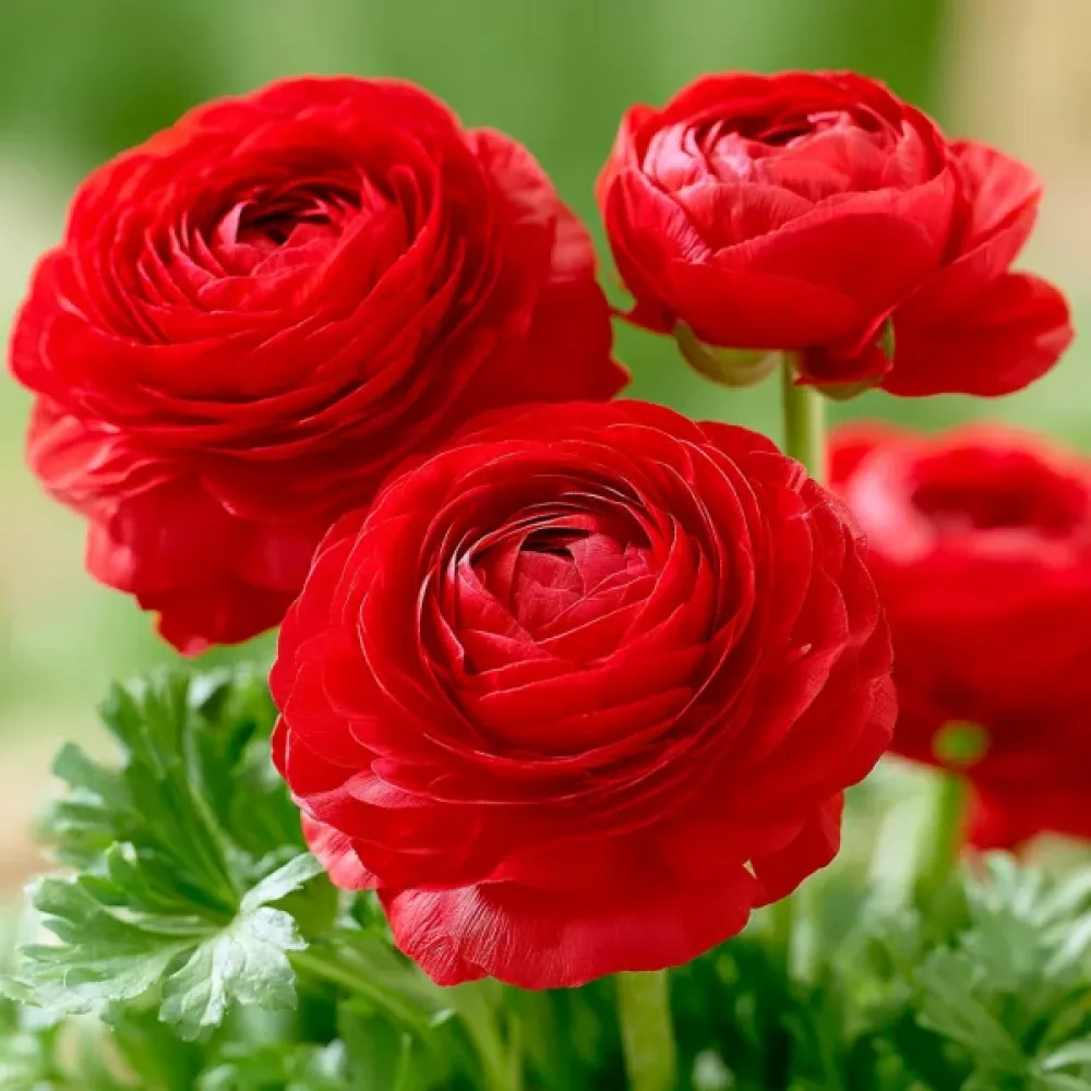 Ranuncul Red Tomer (roșu)