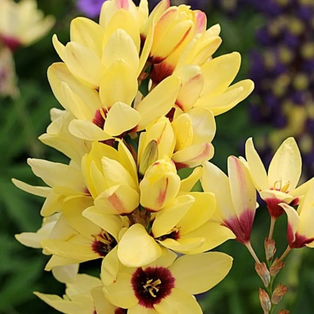 Ixia YELLOW EMPEROR (galbenă)