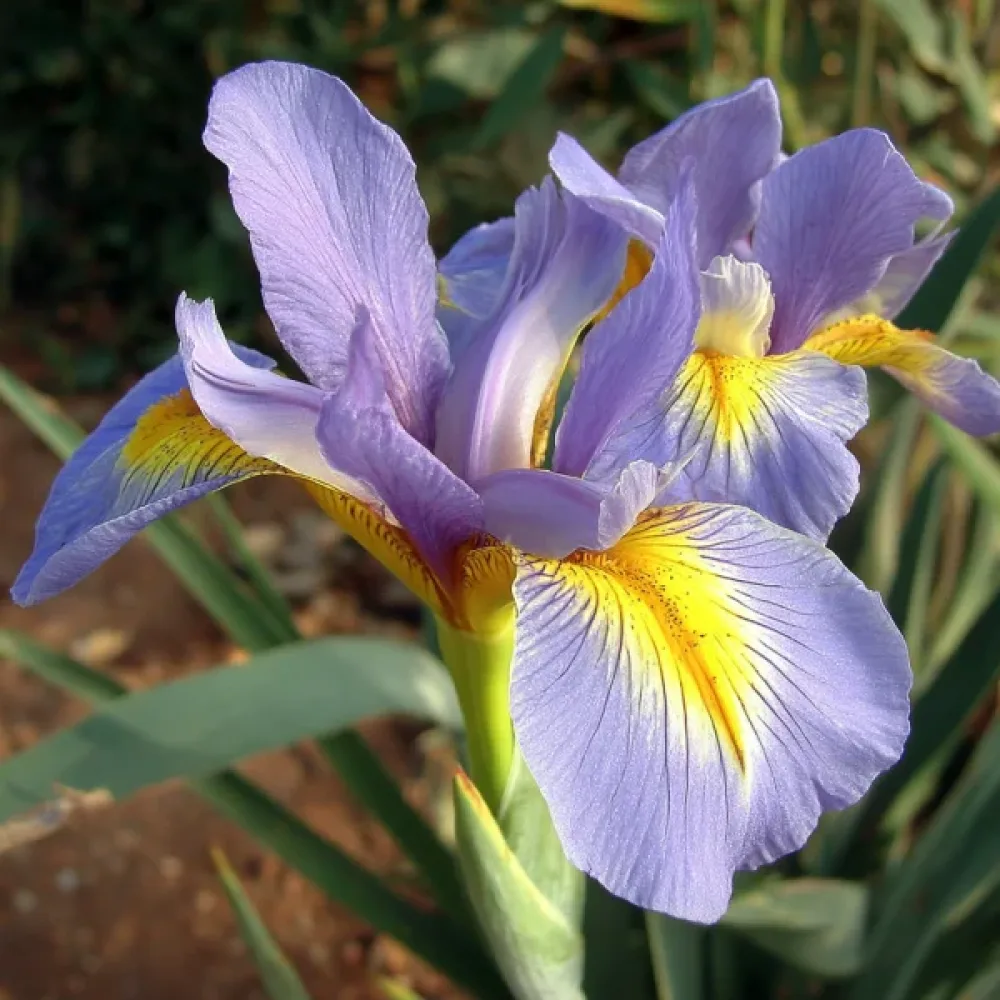 Iris King Mauve (mov)