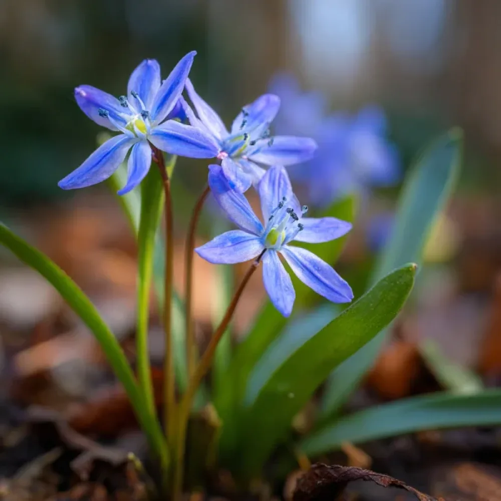 Scilla bifolia Blue (albastră)