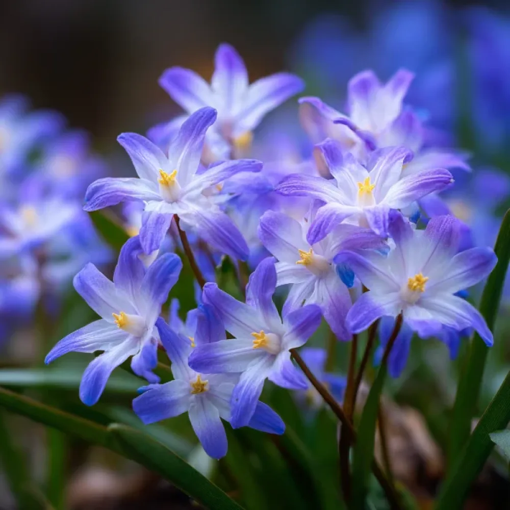 Chionodoxa Forbesii (albastră)