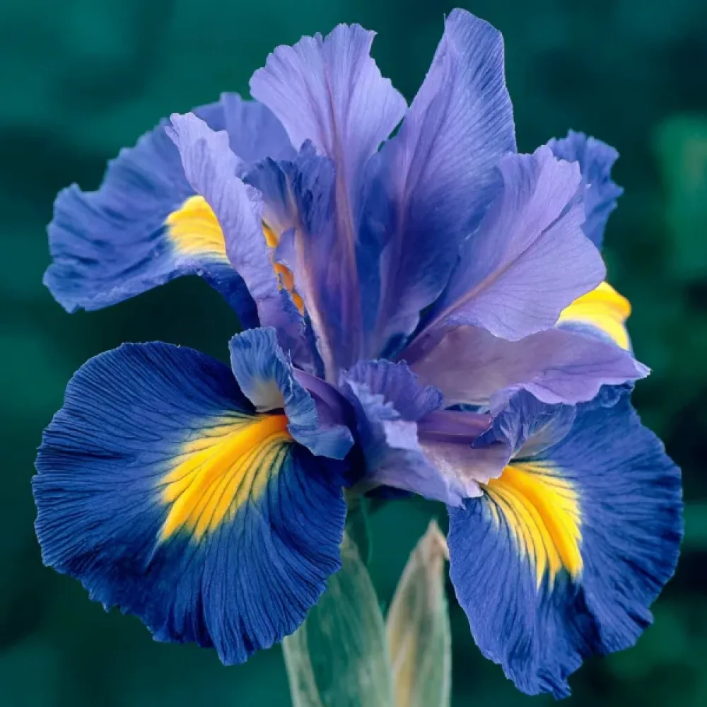 Iris Sapphire Beauty (albastru)