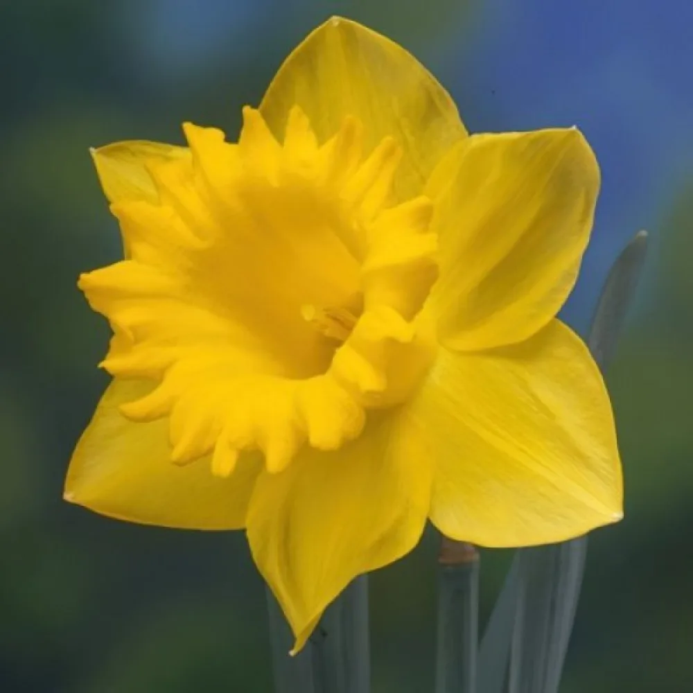 Narcisă Dutch Master