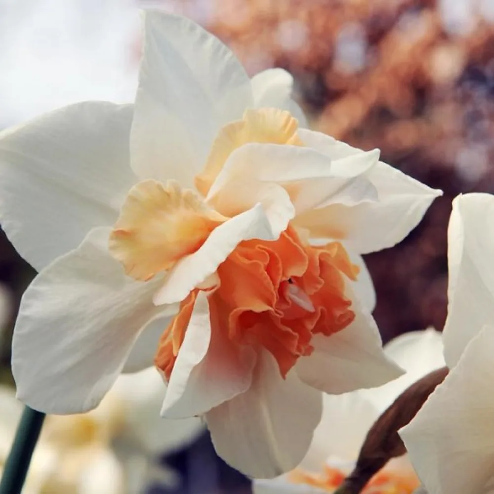 Narcisă Replete