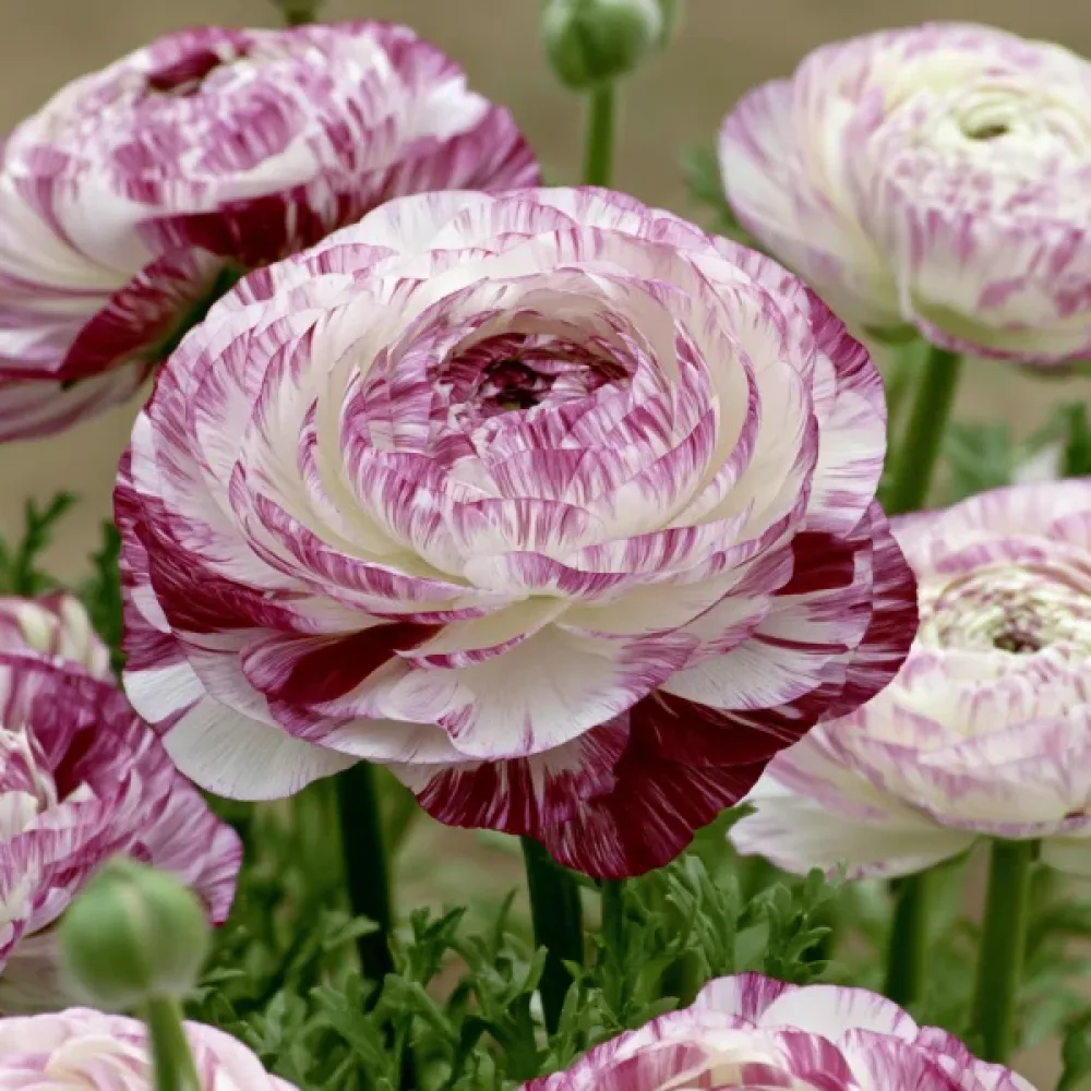 Ranunculus Elegance Bianco Striato (crem)