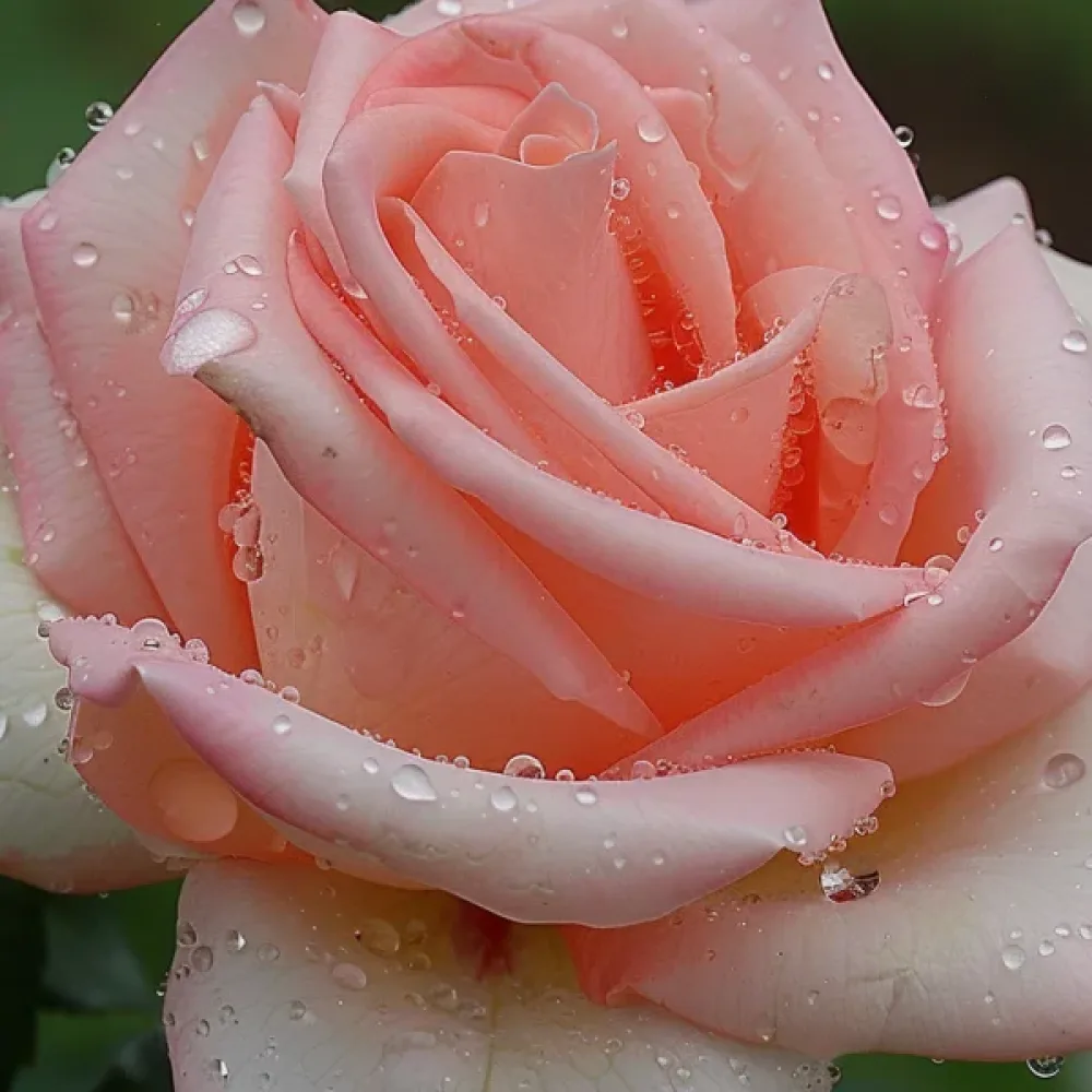 Trandafir Frozen Pink Snow (roz)