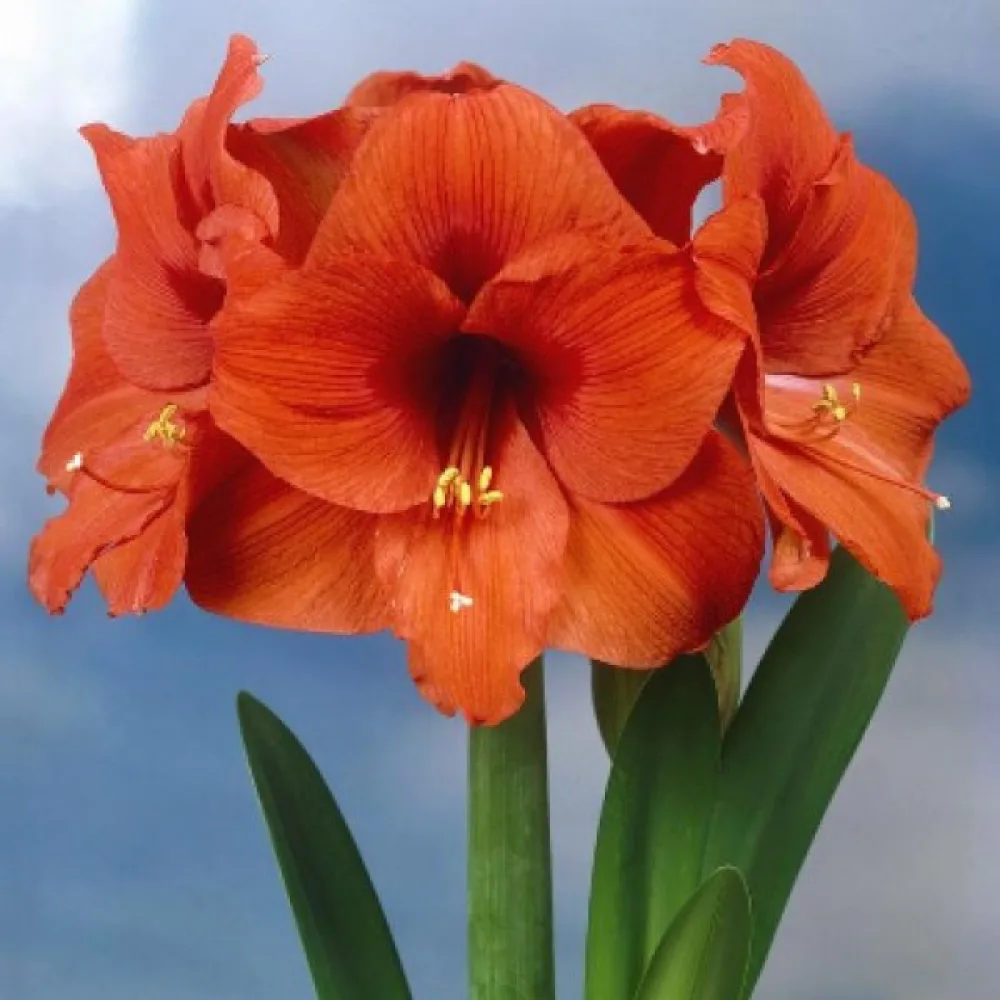 Amarilis ORANGE SOUVEREIGN (portocaliu)