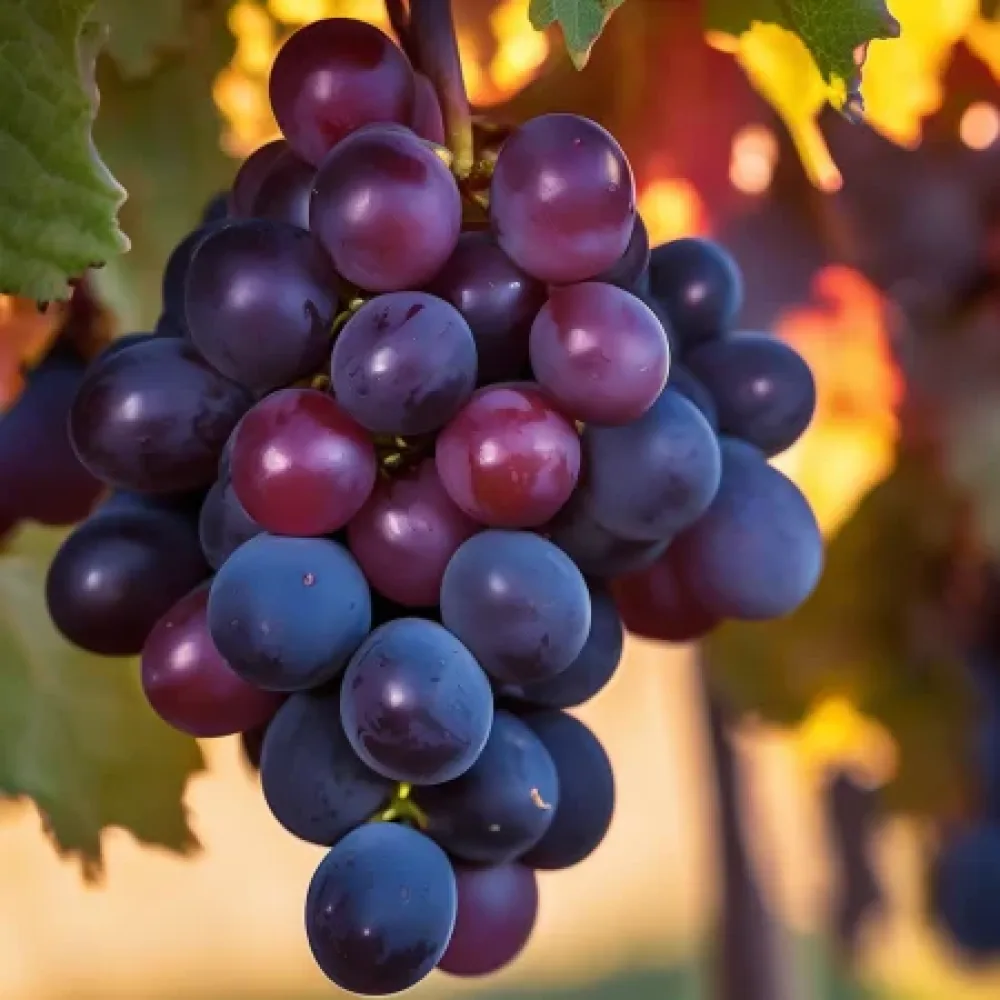 Viță de vie soiul Regent - roșu de vin, rezistent - târziu