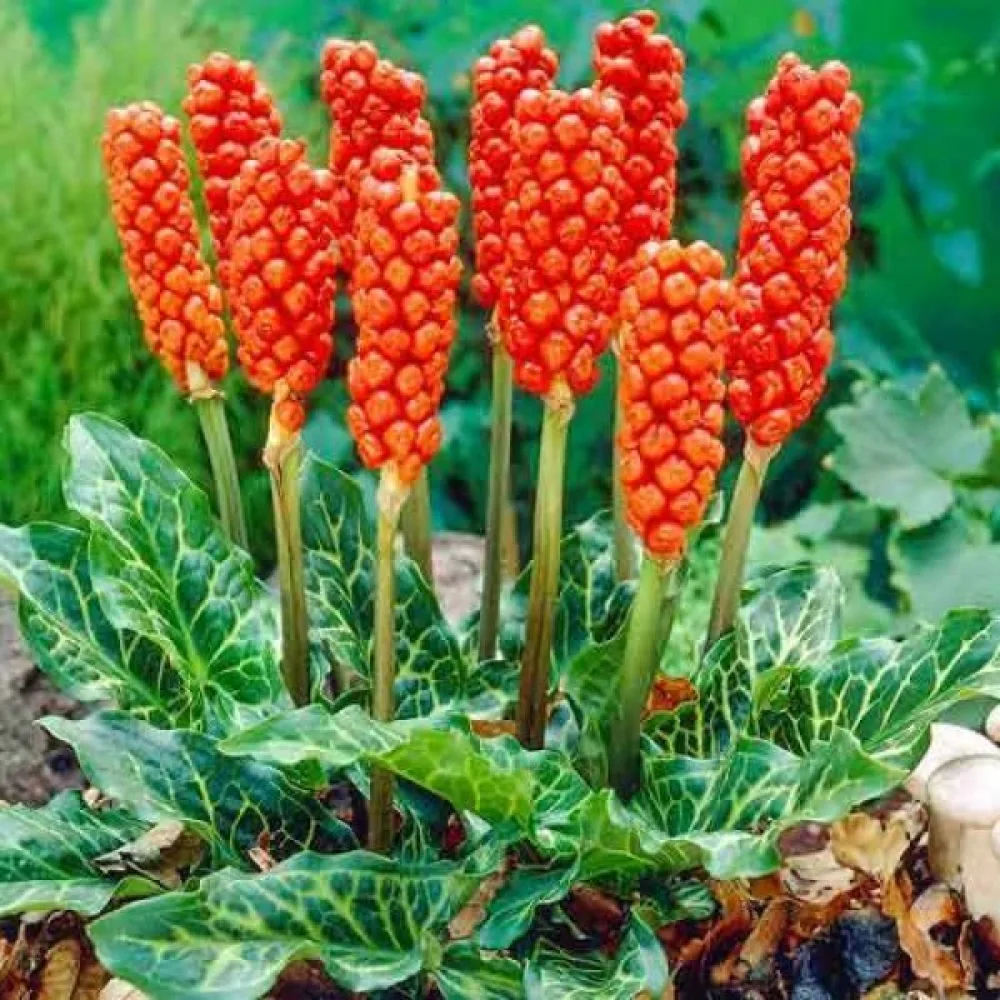 Arum italicum (verde)