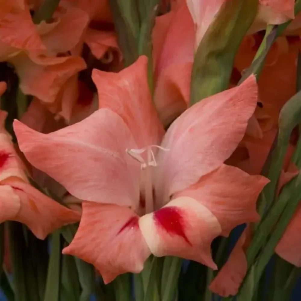 Gladiolă Nathalie (roșie)
