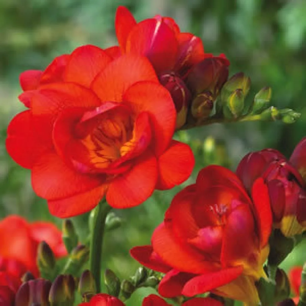 Frezie Double red (roșie, involtă)