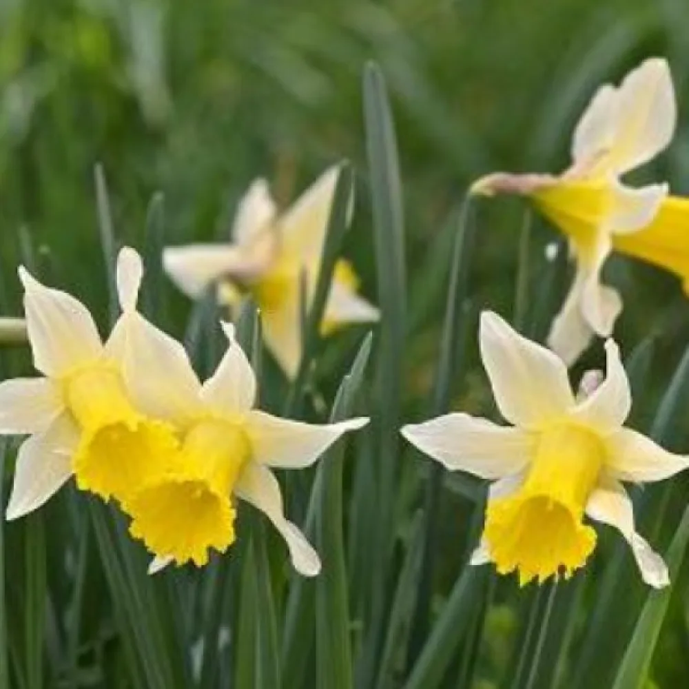 Narcisă Lobularis (galbenă)