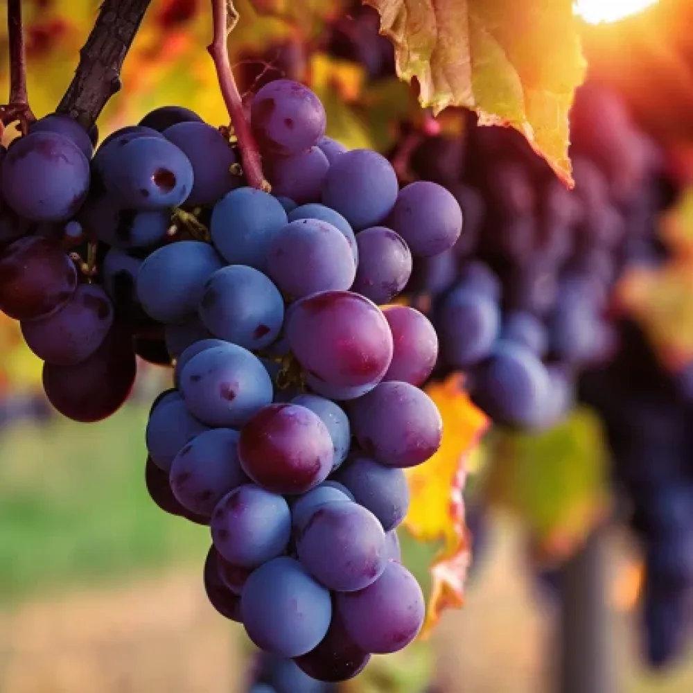 Viță de vie soiul Regent - roșu de vin, rezistent - târziu