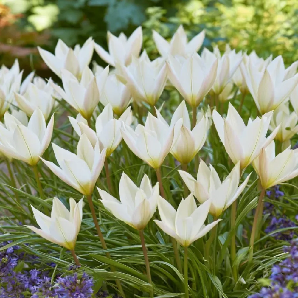 Lalea Sylvia Clusiana (vișinie)