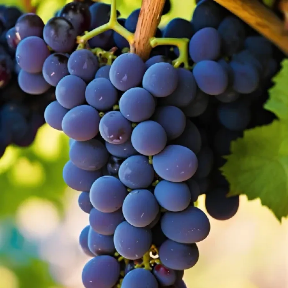 Viță de vie soiul Pinot Noir, roșu de vin - timpuriu