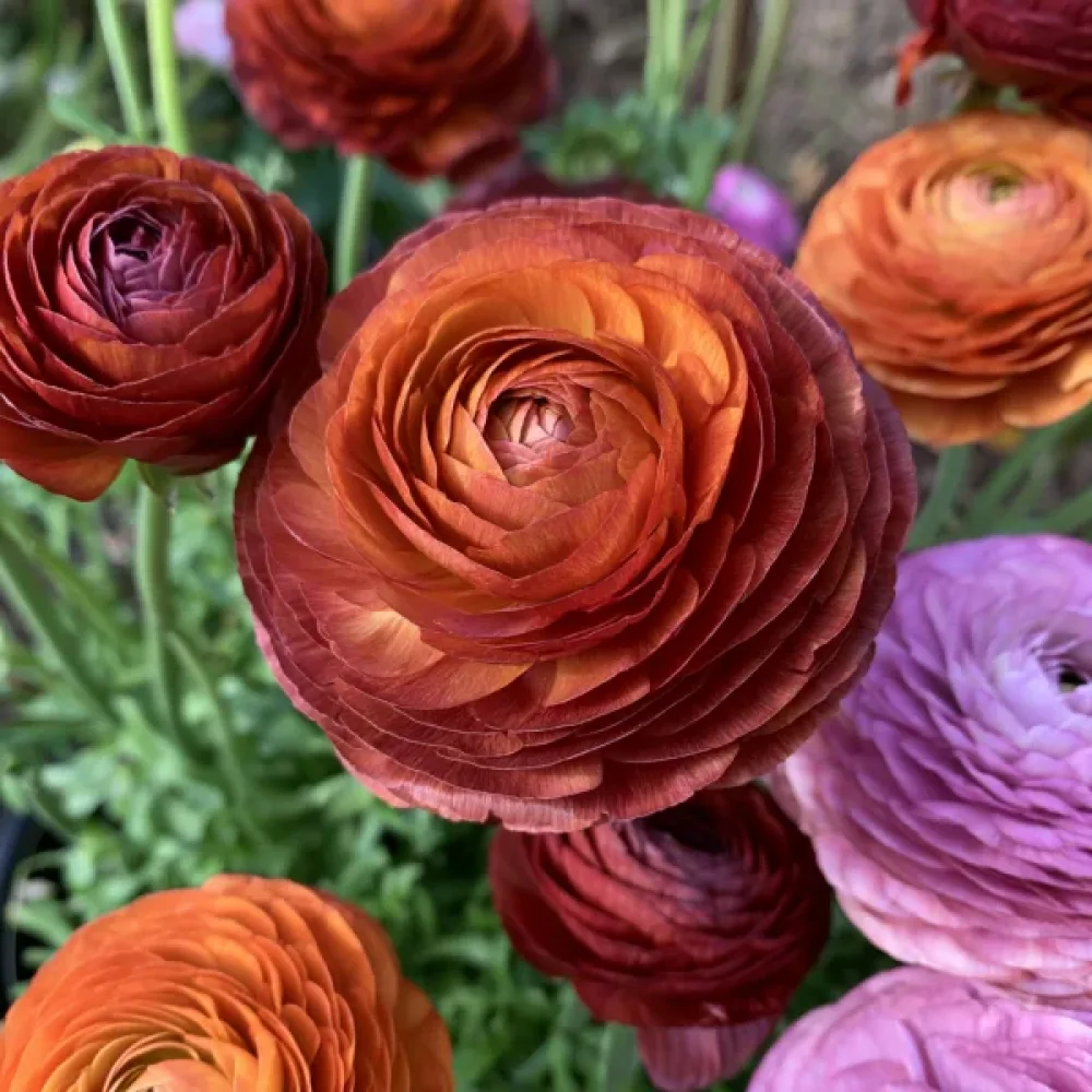 Ranunculus Elegance Cioccolato (ciocolatiu)